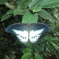 Papilio